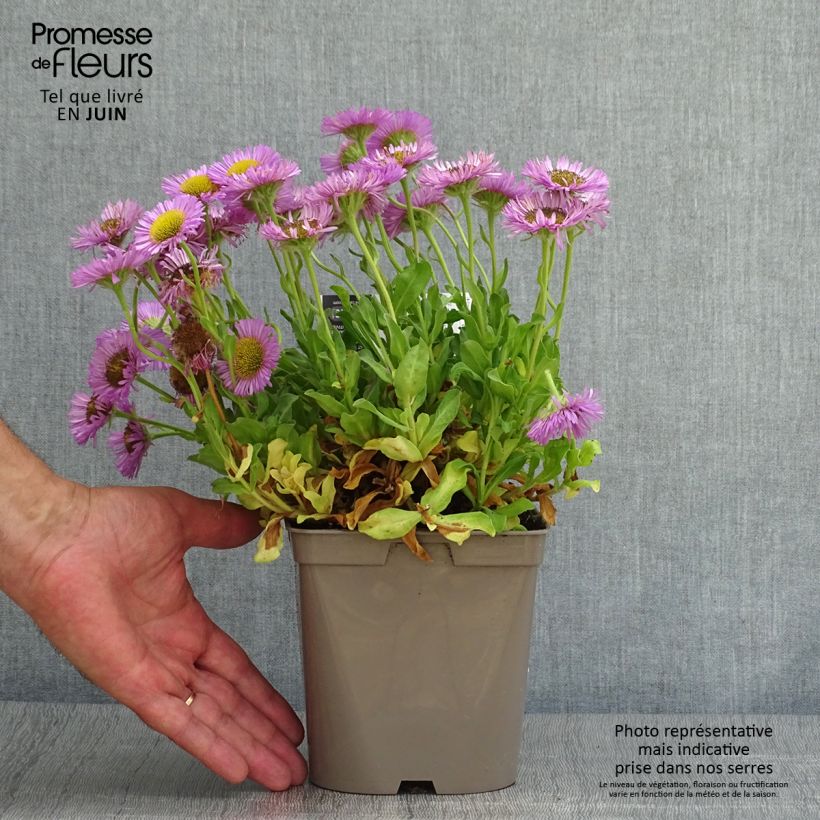 Erigeron glaucus Sea Breeze - Vergerette glauque Pot de 2L/3L sample as delivered in summer