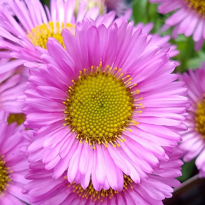 Erigeron glaucus Sea Breeze (Flowering)