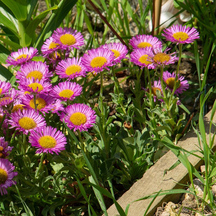 Erigeron glaucus Sea Breeze (Plant habit)