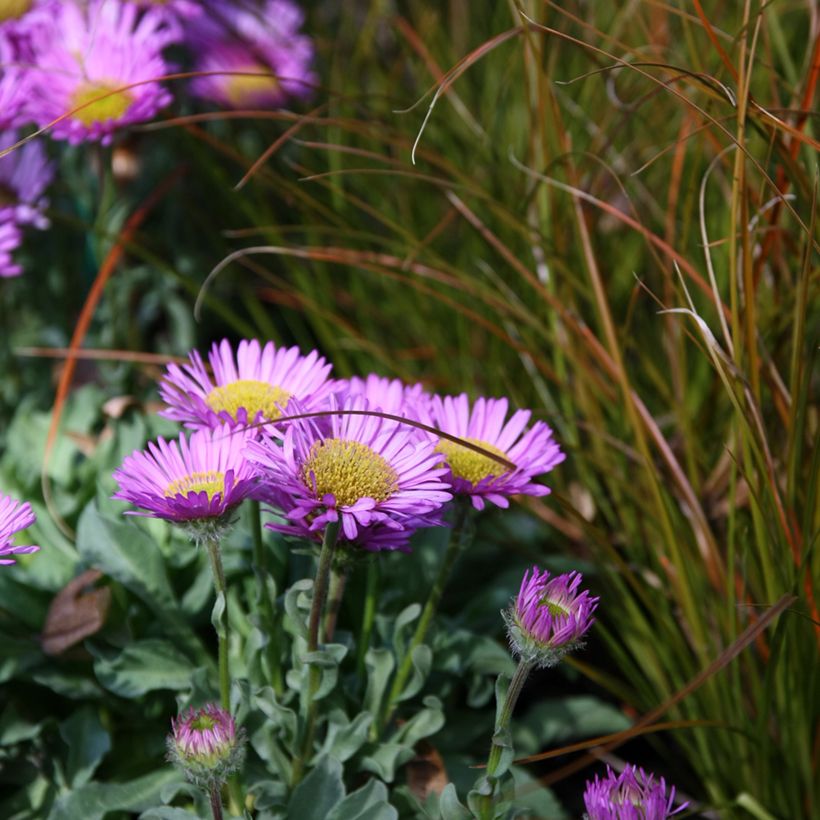 Erigeron glaucus Sea Breeze (Plant habit)