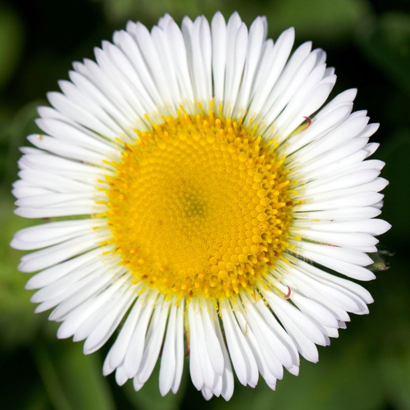 Erigeron glaucus (Flowering)
