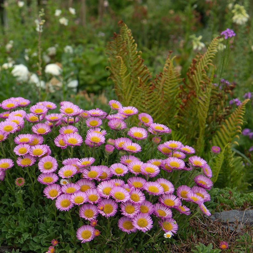 Erigeron glaucus (Plant habit)