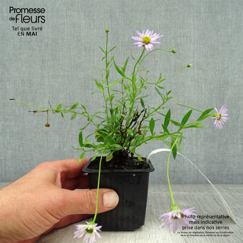 Erigeron karvinskianus Lavender Lady - Vergerette - Godet de 8/9 cm sample as delivered in spring