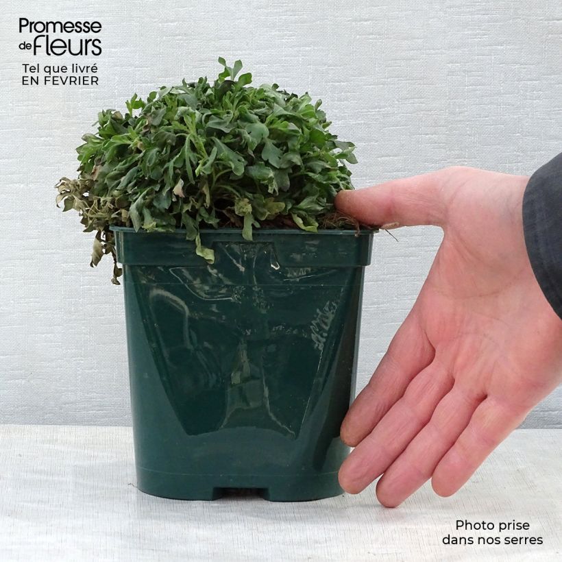 Erigeron karvinskianus en pot de 2L – Vergerette sample as delivered in winter