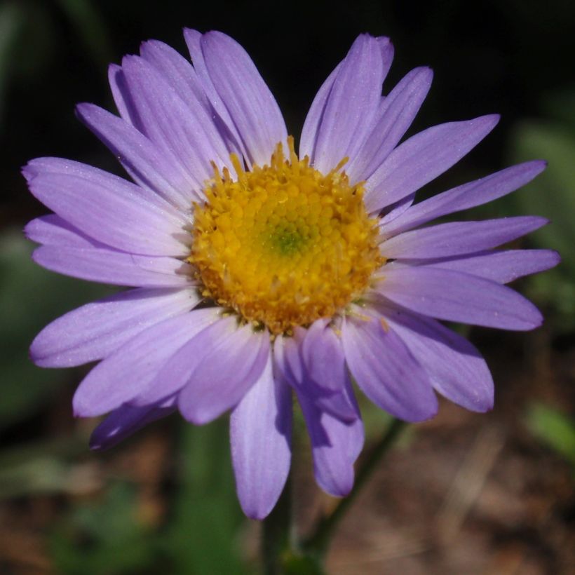 Erigeron eiomerus (Flowering)