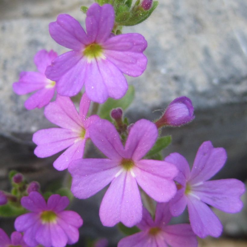 Erinus alpinus (Flowering)