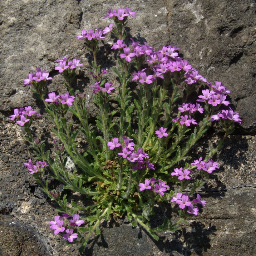 Erinus alpinus (Plant habit)