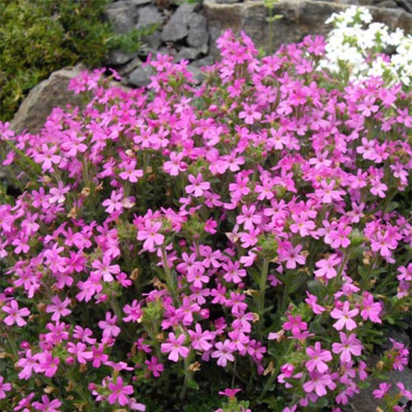 Erinus alpinus Hähnle (Flowering)