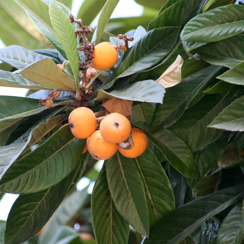 Eriobotrya japonica (Foliage)