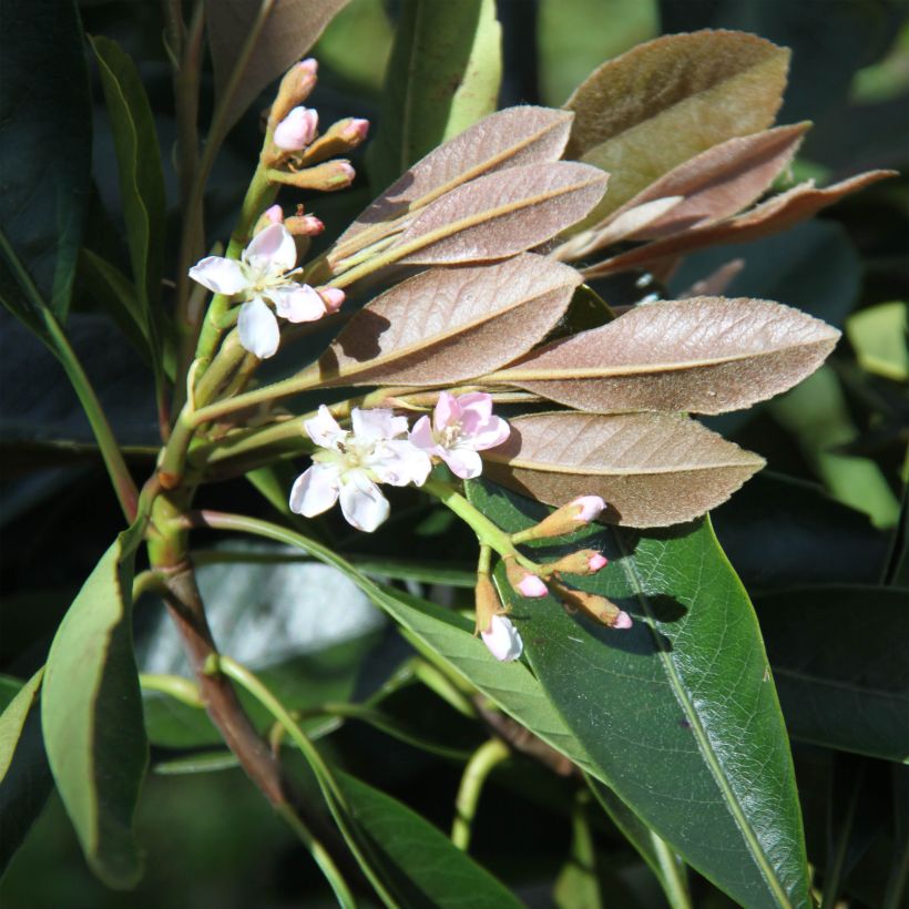 Rhaphiobotrya Coppertone - Hybrid loquat (Flowering)