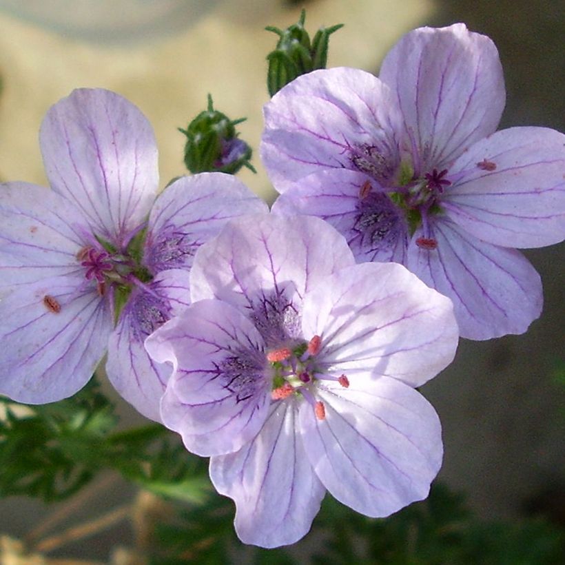 Erodium glandulosum Spanish Eyes - Storksbill (Flowering)