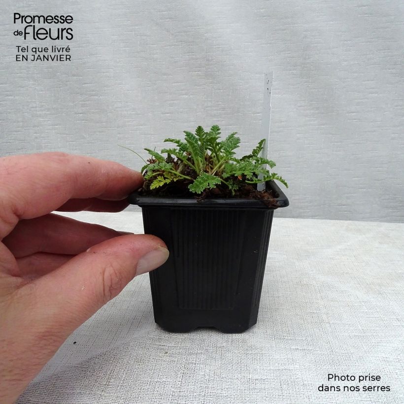 Erodium chrysanthum Godet de 8 cm sample as delivered in winter