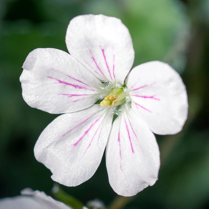 Erodium variabile Album - Storksbill (Flowering)