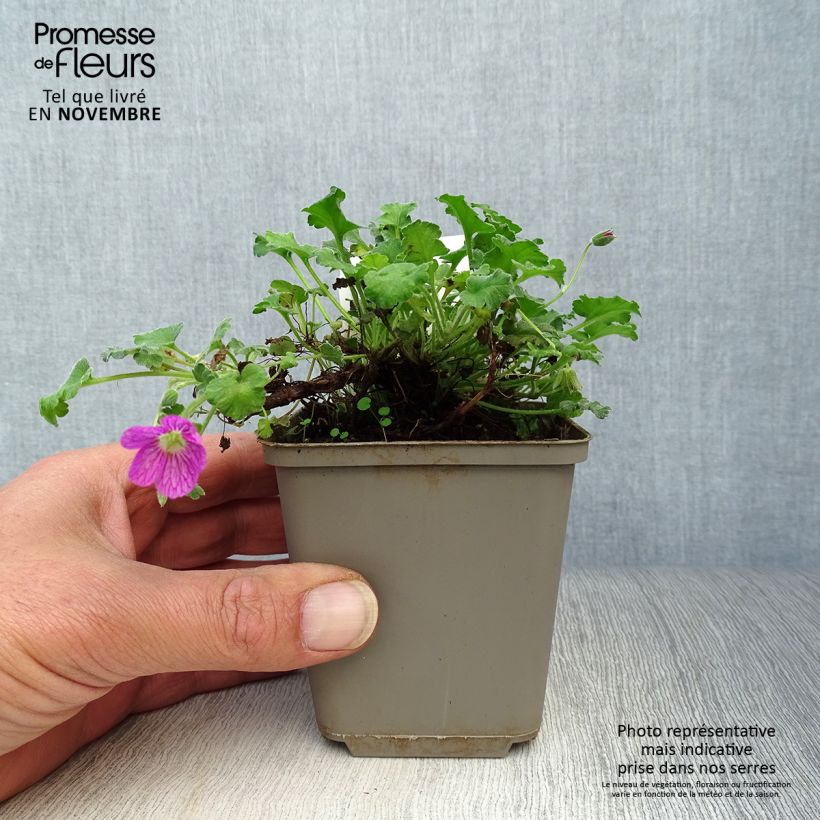 Erodium Bishops Form - Storksbill 8/9 cm pot sample as delivered in autumn