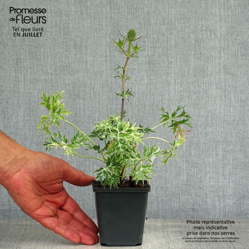 Eryngium Lapis Blue - Panicaut maritime Godet de 8/9 cm sample as delivered in summer