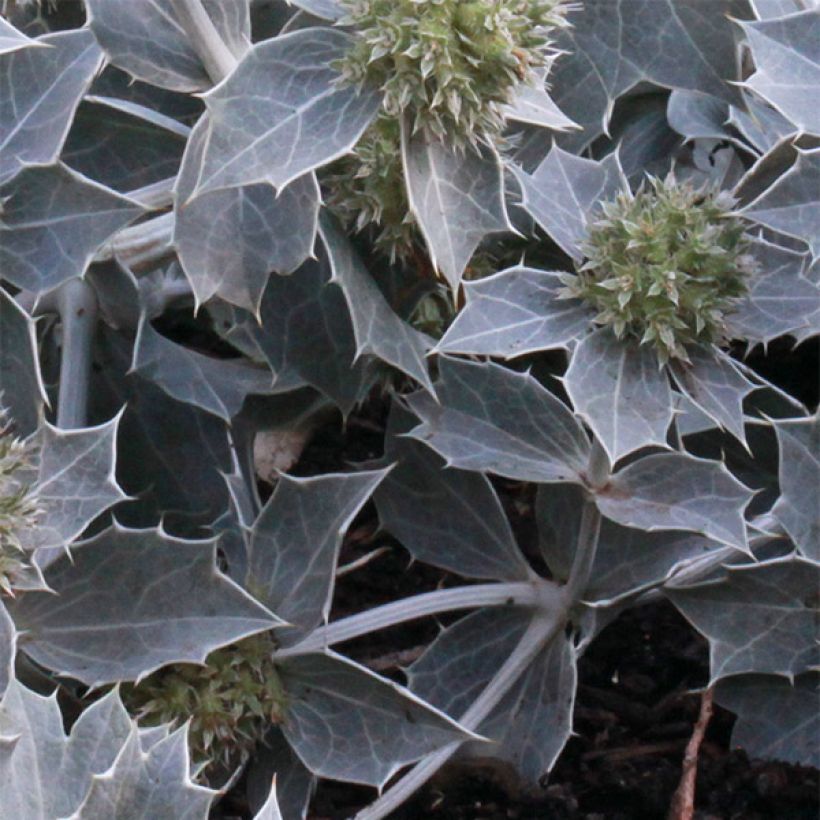Eryngium maritimum (Foliage)