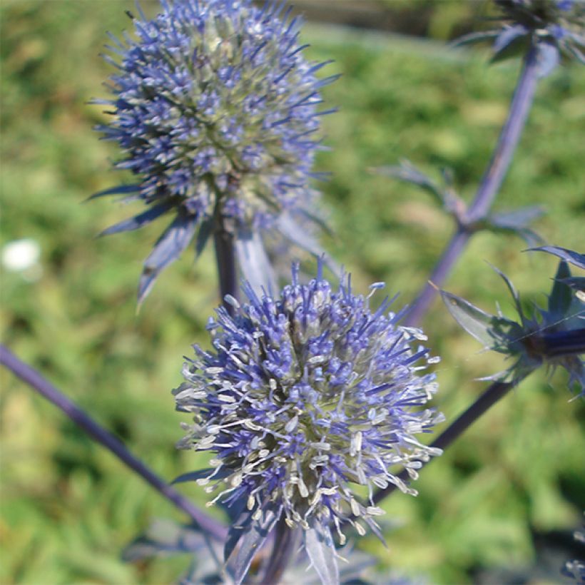 Eryngium planum Blauer Zwerg (Flowering)