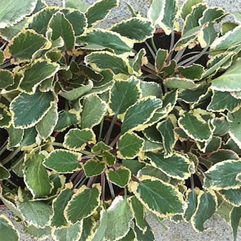 Eryngium planum Jade Frost (Foliage)
