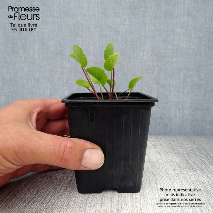 Eryngium planum 7/8 cm pot sample as delivered in summer