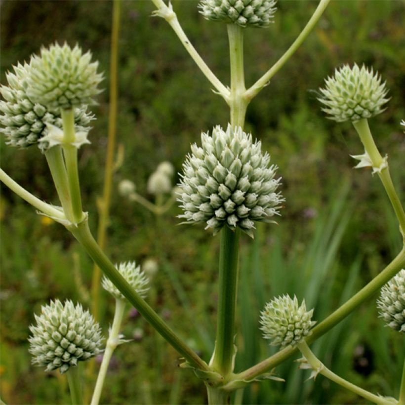 Eryngium serra (Flowering)