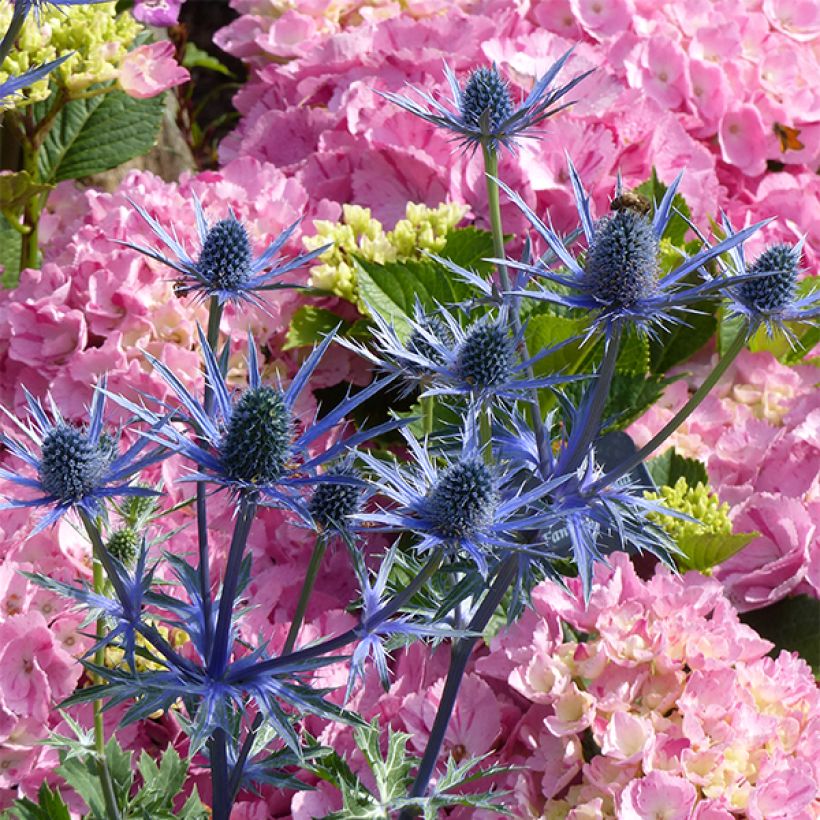Eryngium zabelii Big Blue (Flowering)