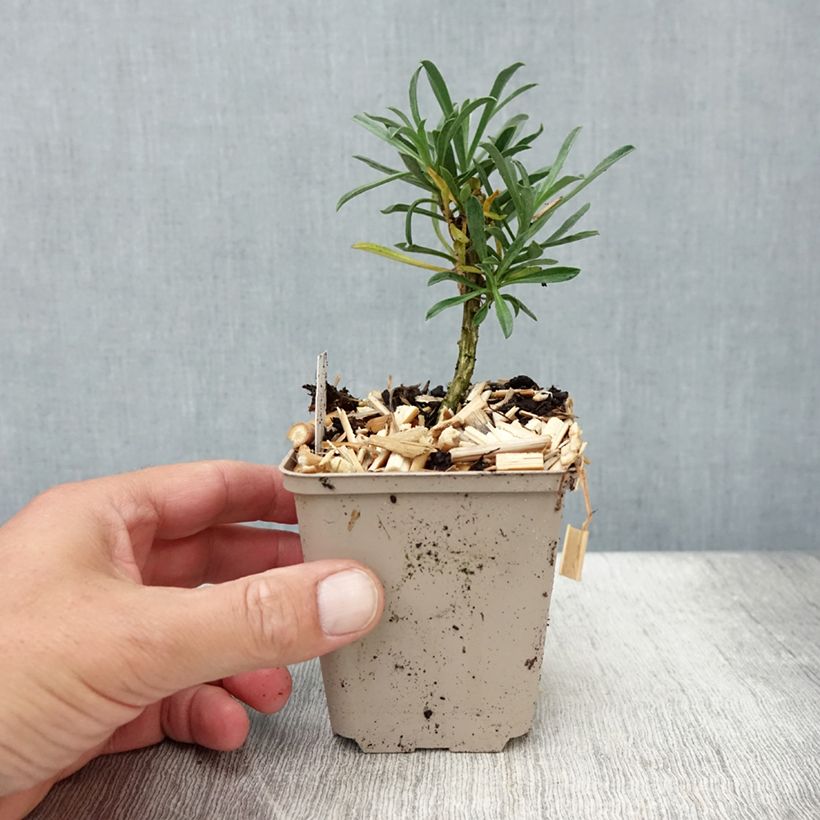 Erysimum linifolium Bowless Mauve - Wallflower 8/9 cm pot sample as delivered in summer