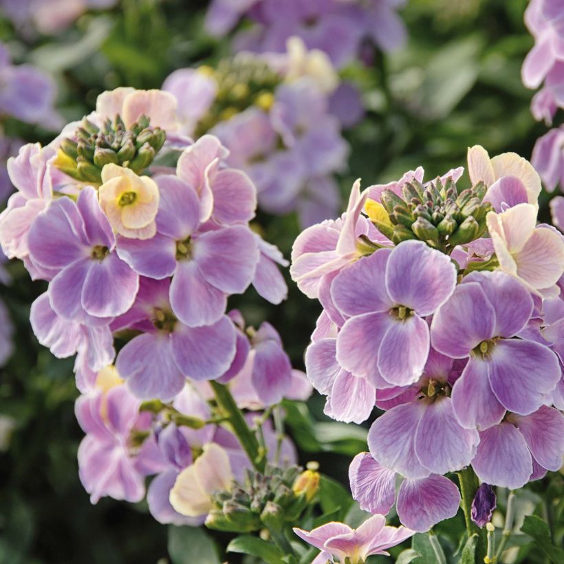 Erysimum Winter Romance - Wallflower (Flowering)