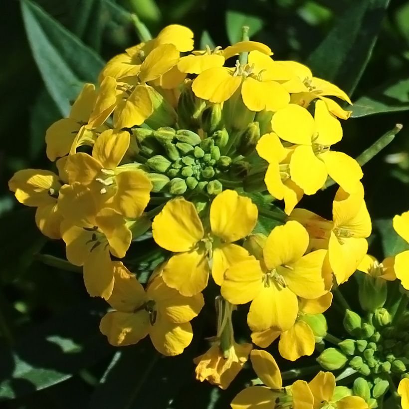 Erysimum alpinum - Wallflower (Flowering)