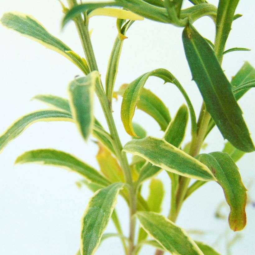 Erysimum linifolium Variegatum - Wallflower (Foliage)