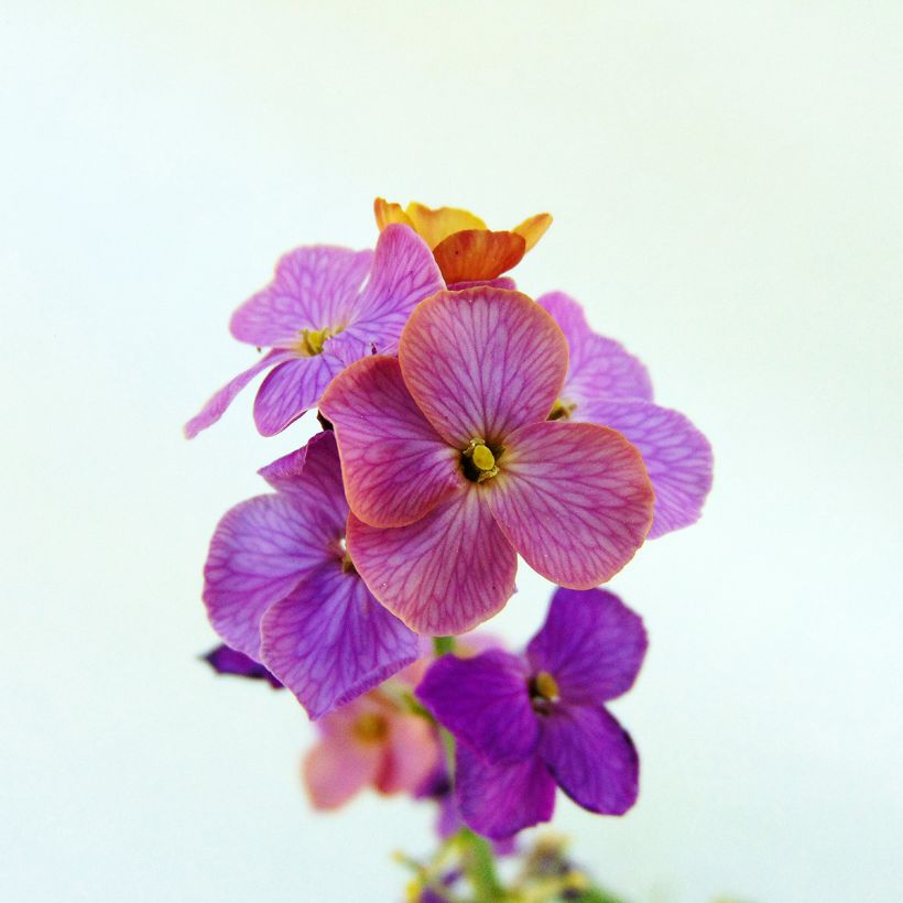 Erysimum linifolium Variegatum - Wallflower (Flowering)