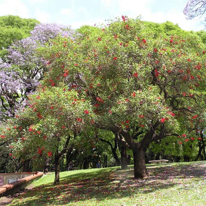 Erythrina crista-galli - Cockspur Coral Tree (Plant habit)