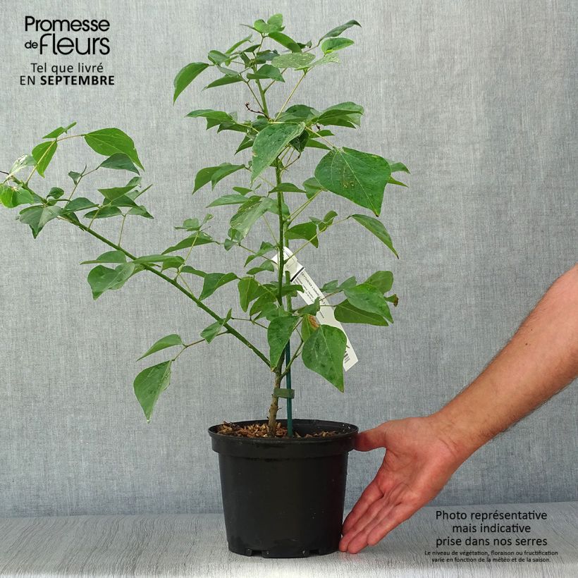Erythrina x bidwillii - Coral Tree 2L/3L pot sample as delivered in autumn