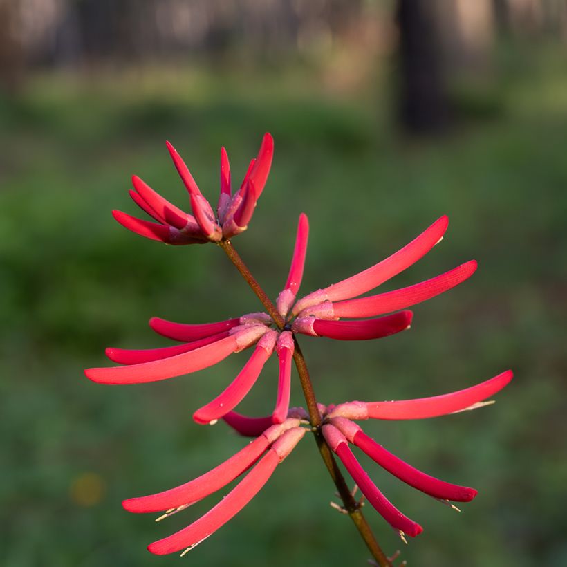 Erythrina Amélie Jeckert (Flowering)