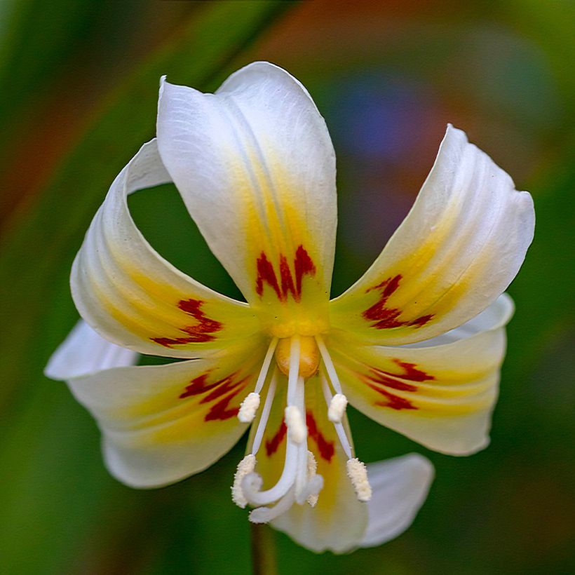 Erythronium White Beauty (Flowering)