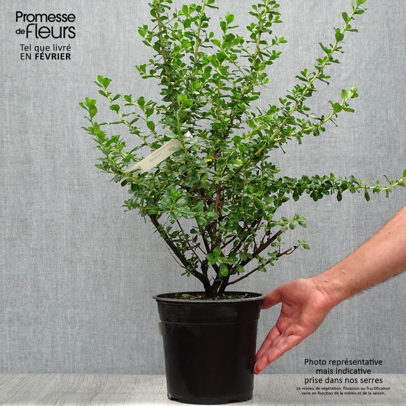 Escallonia Donard Radiance Pot de 3.5L sample as delivered in autumn