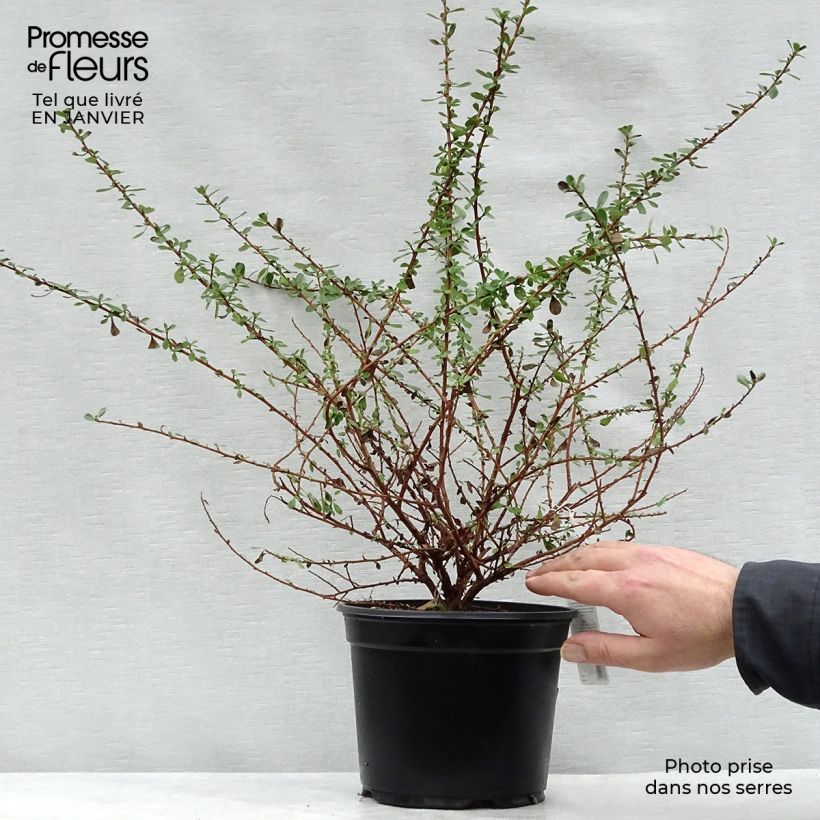 Escallonia Donard Seedling 30/40cm en pot de 1L/1.5L sample as delivered in winter