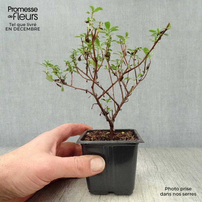 Escallonia Donard Seedling  en godet de 9cm sample as delivered in winter