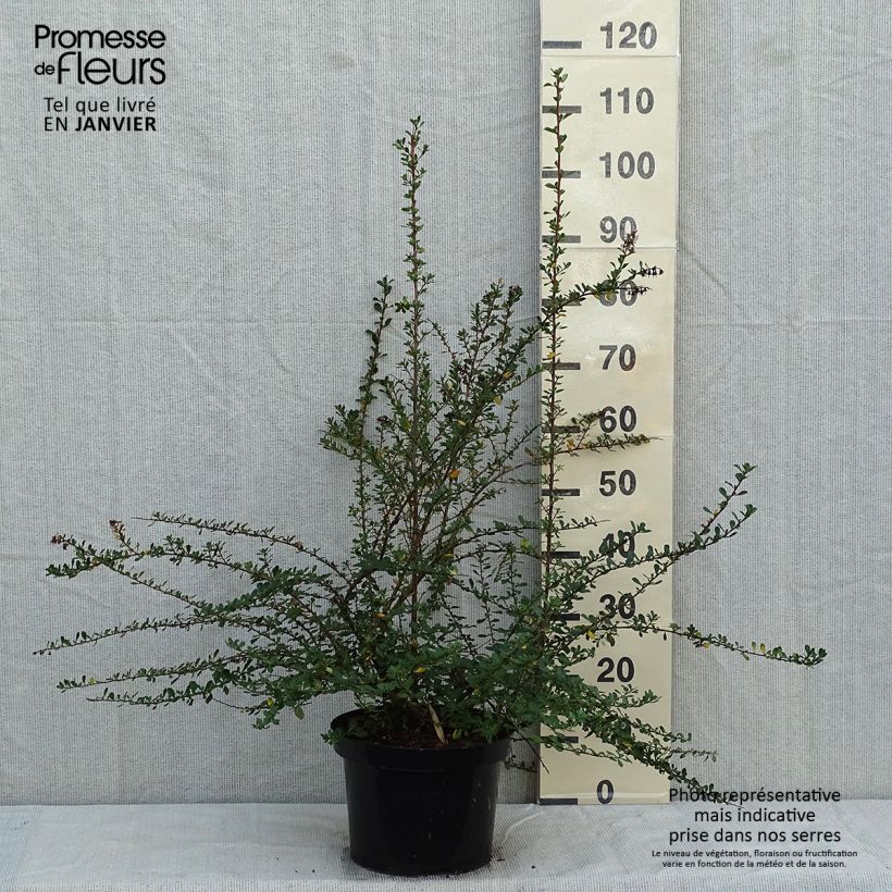 Escallonia Donard Seedling en pot de 7,5L/10L sample as delivered in winter