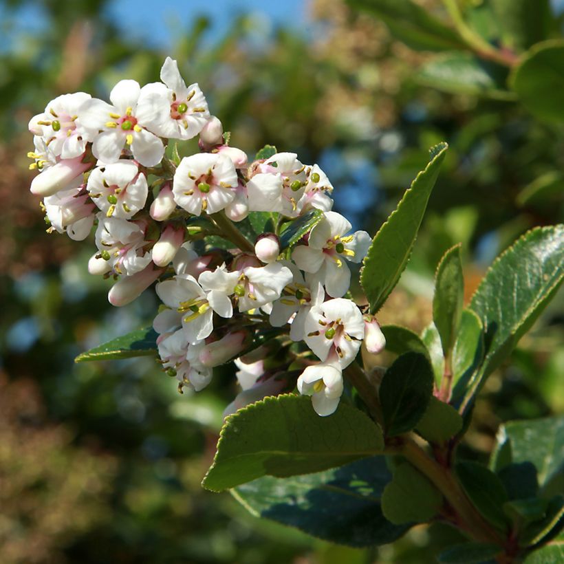 Escallonia Iveyi (Flowering)