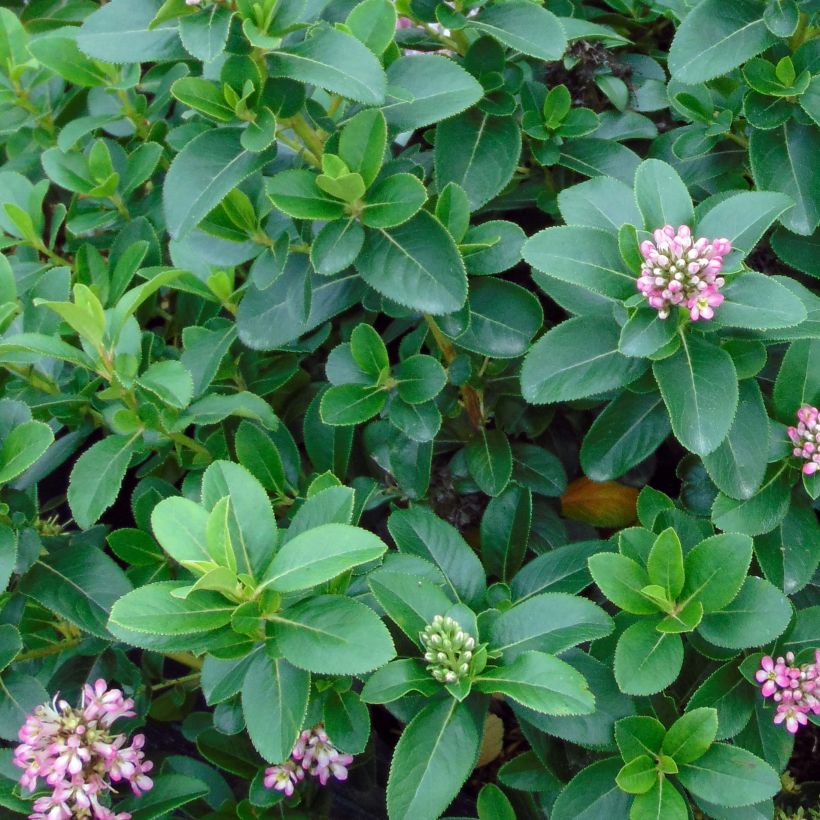 Escallonia laevis Pink Elle (Foliage)