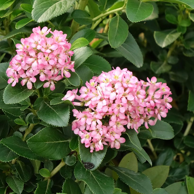 Escallonia laevis Pink Elle (Flowering)