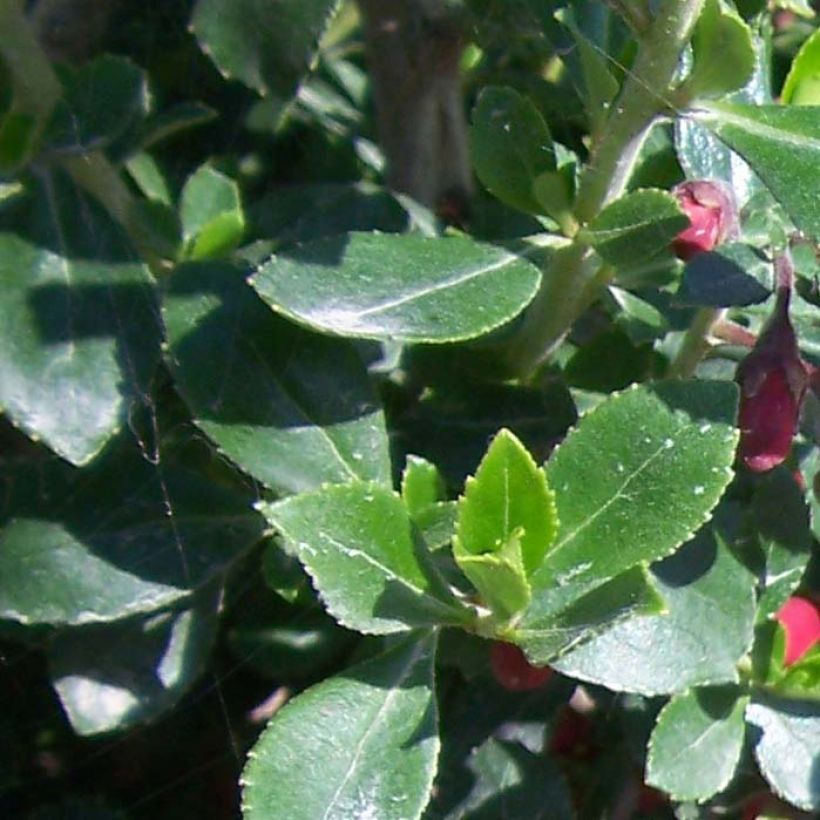 Escallonia virgata Pride of Donard (Foliage)