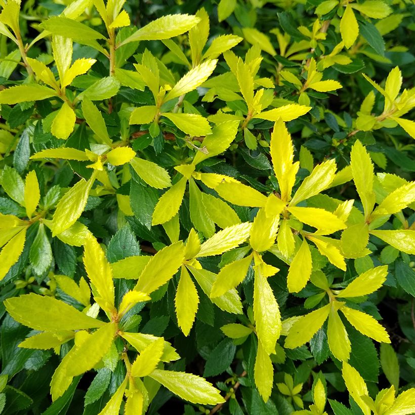 Escallonia Golden Carpet (Foliage)