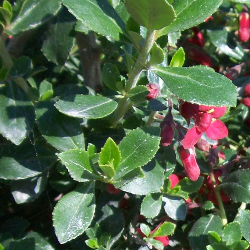 Escallonia Red Dream (Foliage)