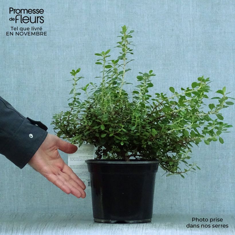 Escallonia Red Dream 2L/3L pot sample as delivered in autumn