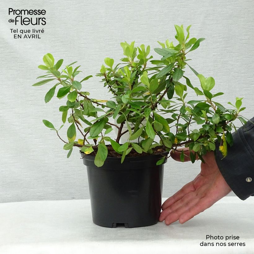 Escallonia laevis Gold Ellen Pot de 2L/3L sample as delivered in spring
