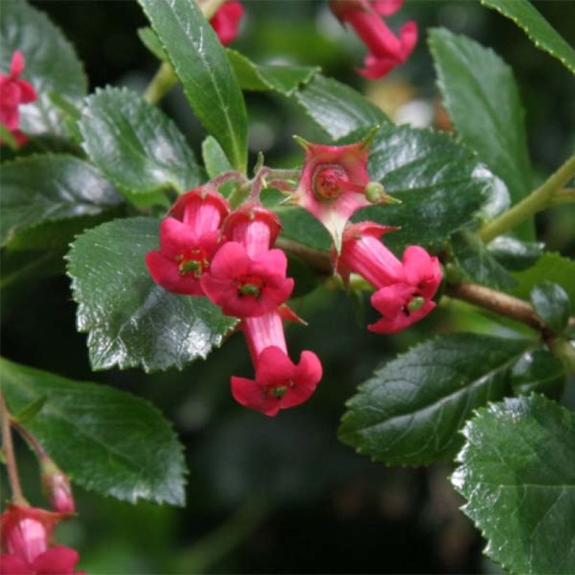 Escallonia rubra Crimson Spire (Flowering)