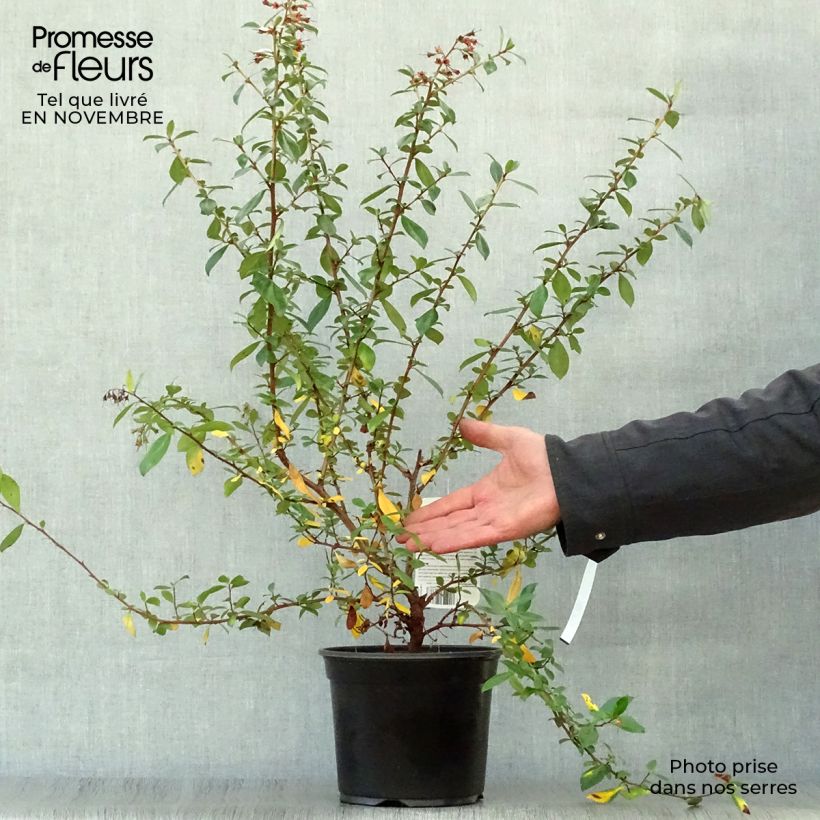 Escallonia rubra Crimson Spire 2L/3L pot sample as delivered in autumn