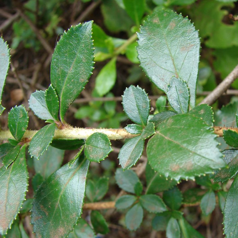 Escallonia rubra var. macrantha (Foliage)