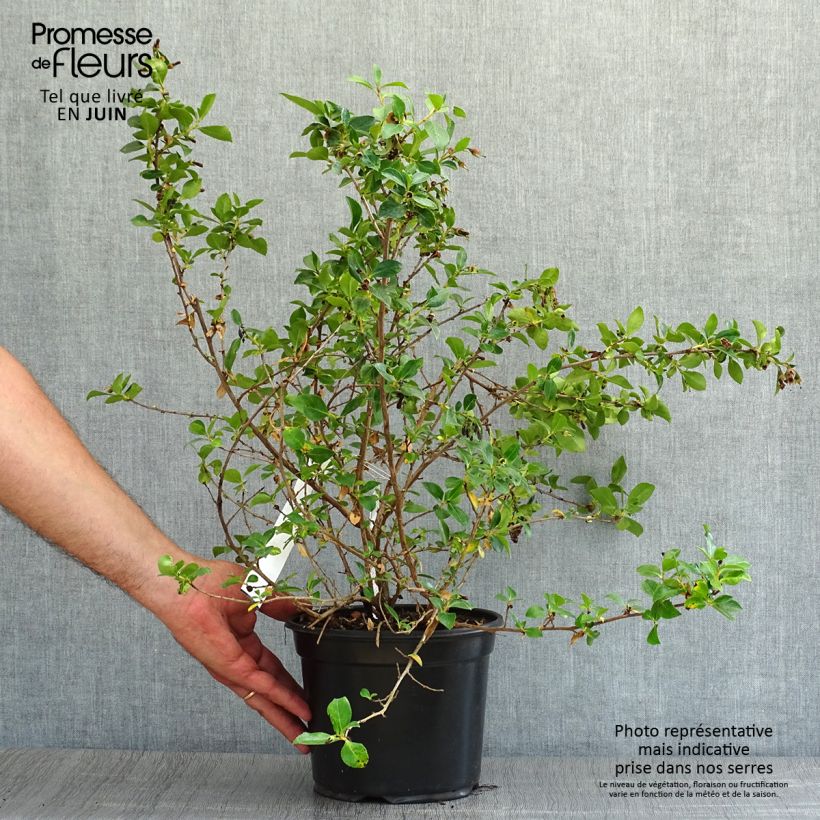 Escallonia rubra var. macrantha 3L/4L pot sample as delivered in summer